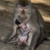 monkey_macaque_balinese_mf_ubud_v_1409_bal5130.jpg